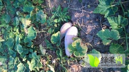 南县南瓜上货量大,大通刘佳诚信合作