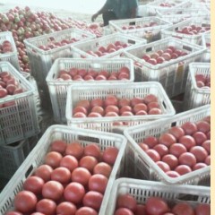 东昌府西红柿价格行情平稳,沙镇李发增诚信合作