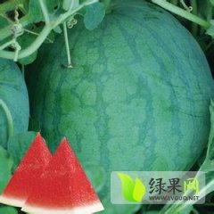 黑龙江大同花皮无籽西瓜名扬天下
