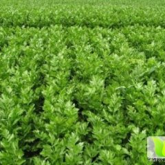 宁城汐子白玉海8月美国西芹芹菜