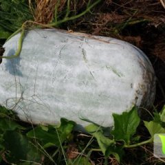 翁源江尾叶满权7月白皮冬瓜