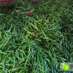 河南辣椒大量上市