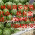 吉林西瓜产地/京欣.冠龙.新红宝，西瓜价格！