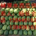 吉林黑水西瓜代办/西瓜供应基地/黑水西瓜大降价！