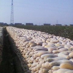 江苏金韩密本南瓜已经正式大量上市