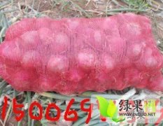 山东惠民红洋葱种子葱蒜种子是名优特产