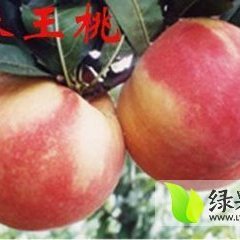 大荔秦王桃肉质细硬，纤维少，汁液少