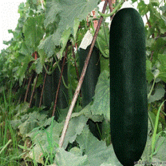 郸城冬瓜长势旺盛,钱店胡庆文诚信合作