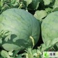 辽宁建平花皮无籽西瓜随行就市