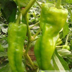 虞城辣椒火爆招商中,李老潘运峰诚信合作