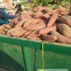 河南范村红薯，商薯19，太原红