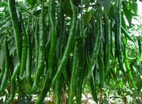 山东单县线椒辣椒火热上市