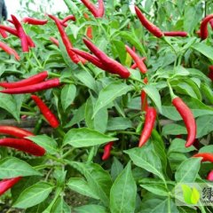 新一代朝天椒辣椒果面光滑，亮丽美观，辣味强