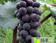 大荔葡萄产销两旺,范家李龙龙诚信合作