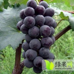 大荔葡萄产销两旺,范家李龙龙诚信合作