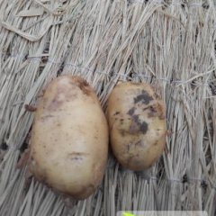 河北围场荷兰十五土豆口感爽口