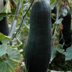 江西樟树大青皮冬瓜几十万斤