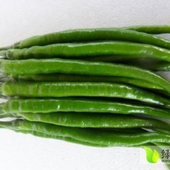 山东金乡湘辣七号：马庙陈念成