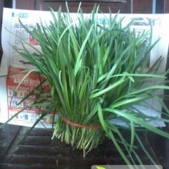 河北藁城平韭6号韭菜：藁城市王大林