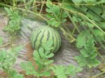 吉林大安大元宝西瓜个头大 量多