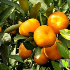 江西金溪南丰蜜桔 9月份上市