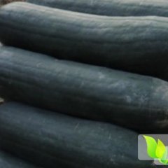 江苏灌南县铁冠军冬瓜：新集乡王保友