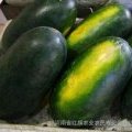 河南太康黑美人：河南省芝麻洼王龙杰