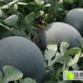 蒲城黑皮无籽909，花瓜(甜王)