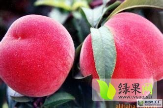河北春雪蜜桃大量上市昌黎赵焕然