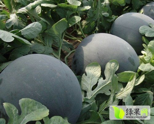 2014年湖北钟祥黑皮无籽价格