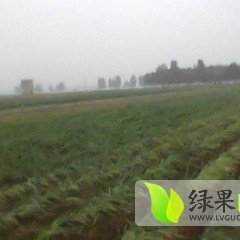 山东滕州9月初大量供应铁杆大葱