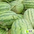 山东东明绿之秀，珍布思：山东省卢先生