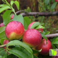 2014山东红珊瑚油桃7月5日最新报价