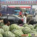 河南金明京欣：杏花营安秋纪