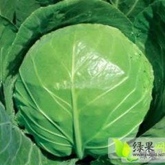 黑龙江北林中甘21甘蓝：红生村张金领