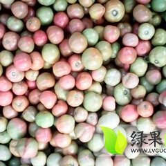 2014年夏季西红柿现以采摘了