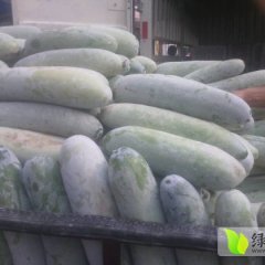 河南中牟小白棒冬瓜大量上市；韩寺镇李建
