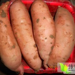 河北雄县龙署九号：大魏庄王超