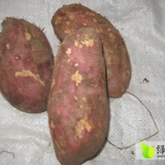 山东临沭苏薯8号 量大从优