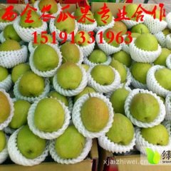 陕西大荔红香酥梨：大荔县魏伟