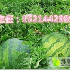 黑龙江北林地雷瓜：红旗满郭主任