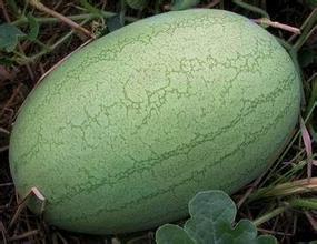 好消息山东省菏泽市东明绿之秀西瓜:盛翔 张跃代办