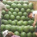 吉林乾安地雷瓜：让子镇王二龙