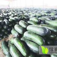 河南沁阳子弹头黑皮冬瓜：柏香镇宋国营