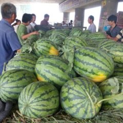 河南开封县京欣：郭庄王琼琼