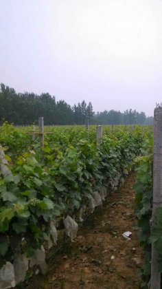 河南夏邑县500亩自营葡萄园大量批发新鲜葡萄