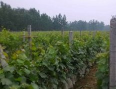 河南夏邑县500亩自营葡萄园大量批发新鲜葡萄