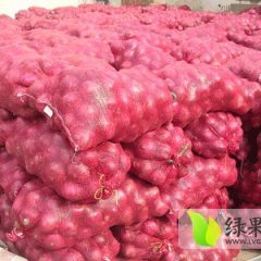 甘肃靖远红皮洋葱：刘川乡吴生乾