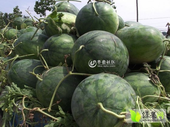 2014年山东东明庆红宝/绿之秀价格