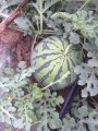 陕西大荔京欣西瓜量大价格从优